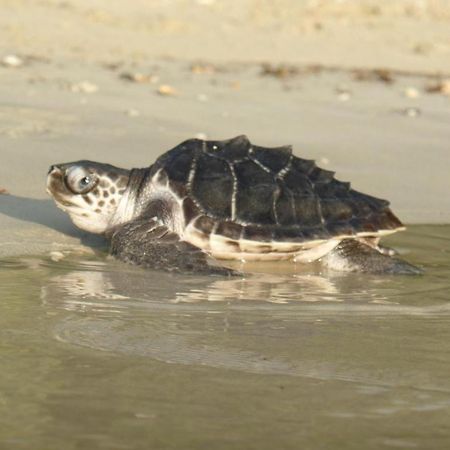 Secret Paradise Resort & Turtle Sanctuary San Vicente  Eksteriør bilde