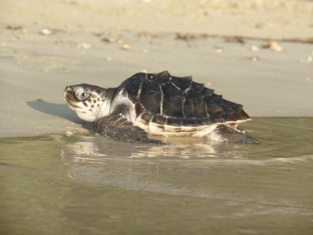 Secret Paradise Resort & Turtle Sanctuary San Vicente  Eksteriør bilde