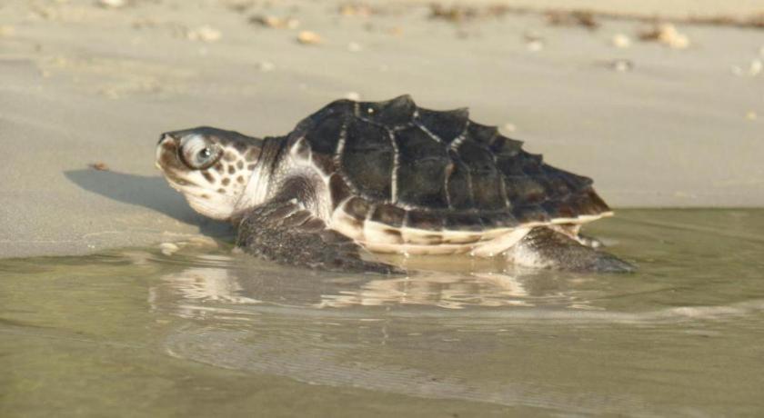 Secret Paradise Resort & Turtle Sanctuary San Vicente  Eksteriør bilde
