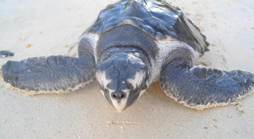 Secret Paradise Resort & Turtle Sanctuary San Vicente  Eksteriør bilde