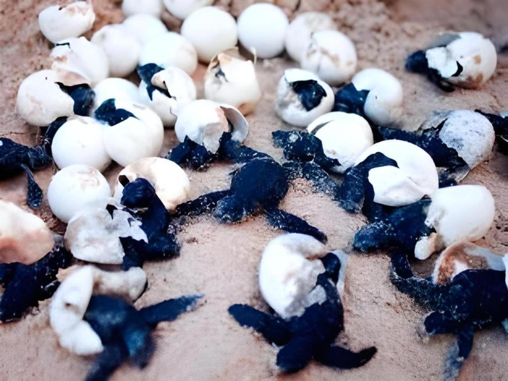 Secret Paradise Resort & Turtle Sanctuary San Vicente  Eksteriør bilde